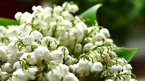 White Lily of the valley bouquet with green leaves. May lily flowers