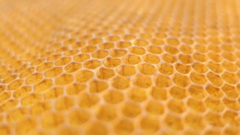 beehive, honeycomb close up