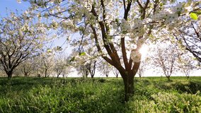 Picturesque ornamental garden with blooming cherry trees on a sunny day. Concept of the ecology. Scenic footage of spring time environment. Beauty of earth. Full HD 1080p video (High Definition).