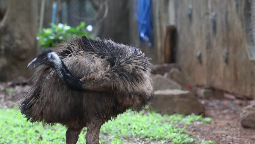 Emu brid (Dromaius novaehollandiae) | Shutterstock HD Video #1011025460
