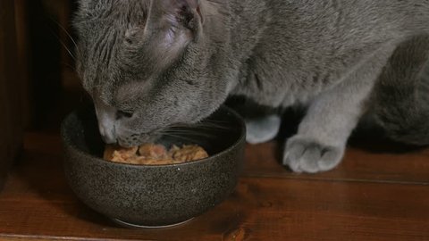 Russian Blue Cat eating food