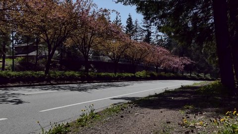 Blooming Cherry Trees and Spring Highway Traffic - 11