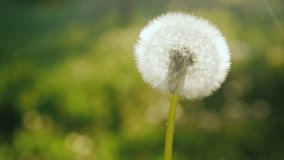 Blowing on a dandelion flower, close-up. Slow motion video