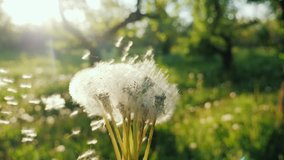 Play with dandelions, the seeds fly in the wind. Enjoy the spring concept. Slow motion POV video