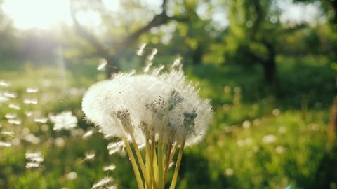 Play with dandelions, the seeds fly in the wind. Enjoy the spring concept. Slow motion POV video