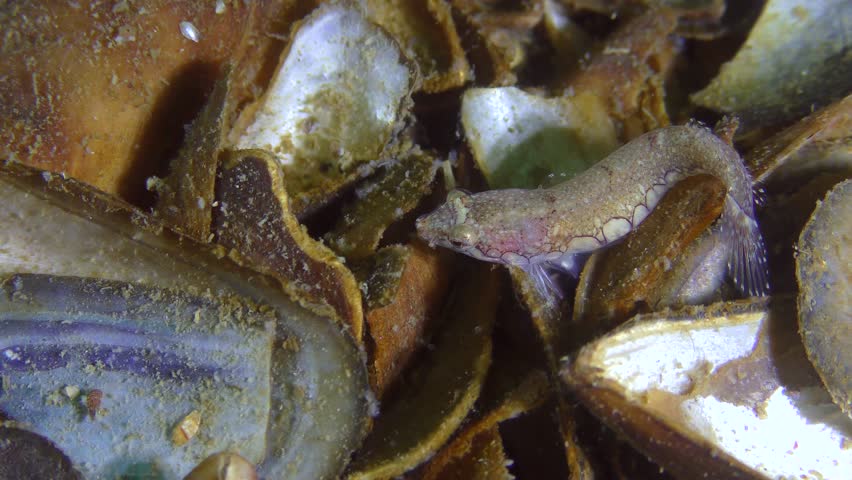 Two-spotted clingfish (Diplecogaster bimaculata bimaculata) searches for food among seashells.