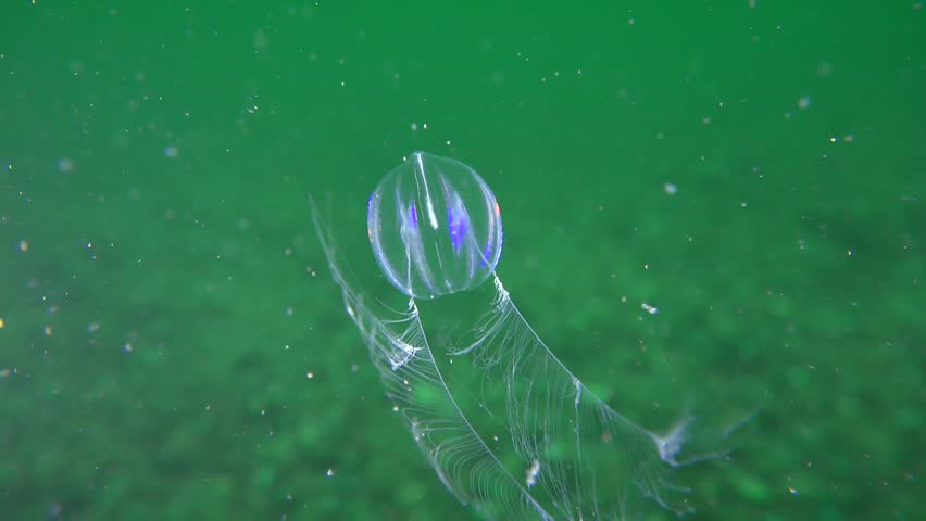 Ctenophora Sea Gooseberry (pleurobrachia Pileus) Stock Footage Video ...