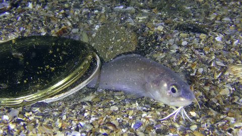 Garbage in the sea: Roche's fish snake blenny (Ophidion rochei) tries to hide under the tin lid from canned food.