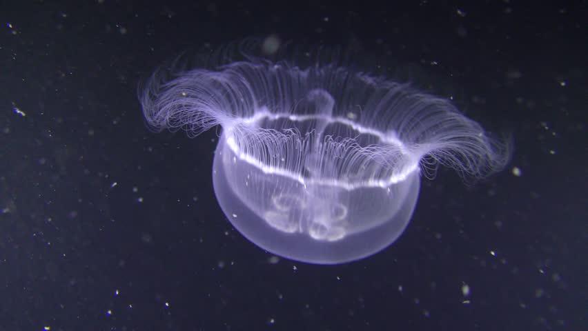 Common Jellyfish (aurelia Aurita) On Stock Footage Video (100% Royalty ...