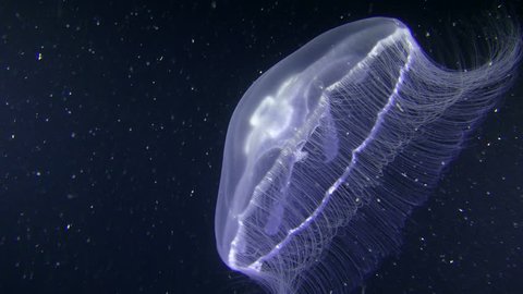 Common jellyfish (Aurelia aurita) on a dark background, diagonal movement.