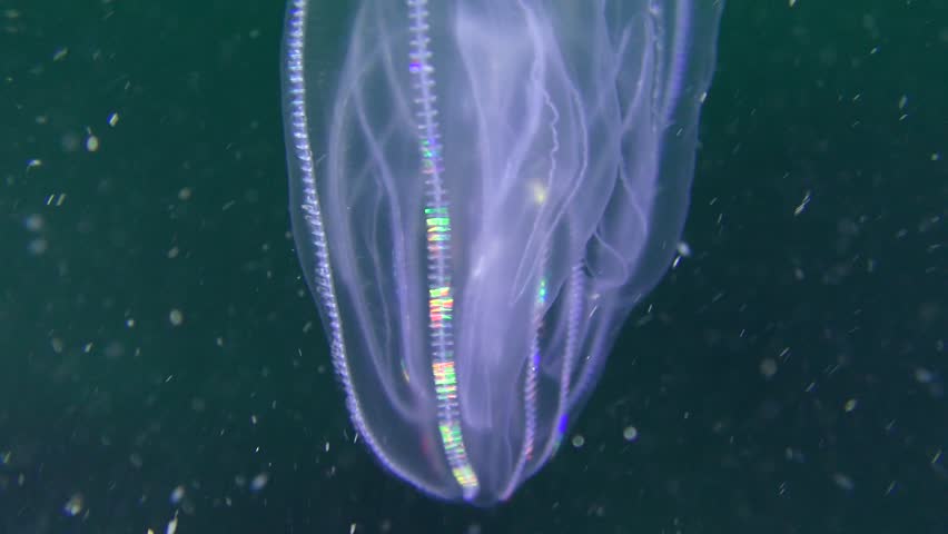 Warty comb jelly or American comb jelly (Mnemiopsis leidyi): pulsation with rows of flagellums, close-up. Royalty-Free Stock Footage #1011032723