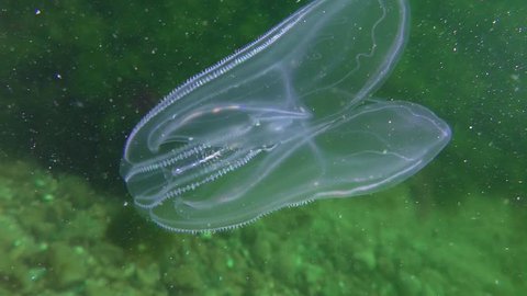 Warty comb jelly or American comb jelly (Mnemiopsis leidyi) moves against the background of the seabed, then leaves the frame.