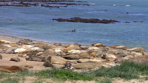 Northern Elephant Seals (Mirounga angustirostris) in the Ano Nuevo State Park in Califonia, USA