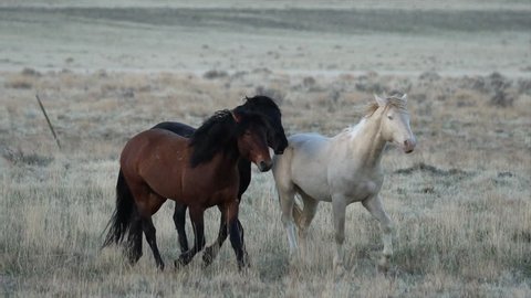 Slow motion of wild horse herd running in the desert along the pony express trail.