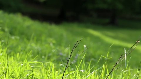 Grass in the wind,summer background