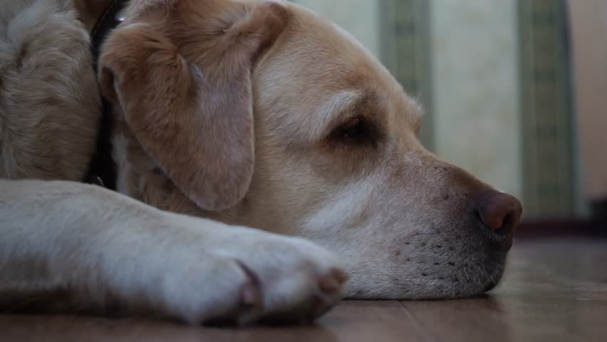 Dog of Labrador breed lying on the floor profile face