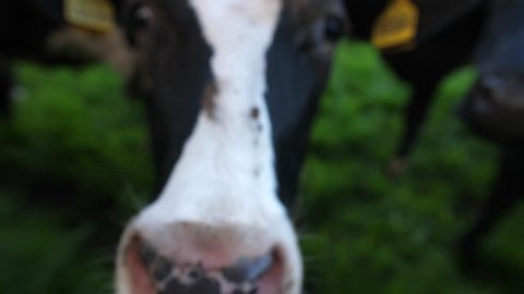 4K Extreme close up of a British cow licking the camera lens . Dairy cows in an english farm field with a cute funny friendly cattle nose and tongue
