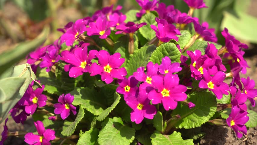purple flowers on the flowerbed