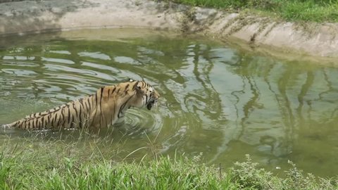 The tiger enters the swamp. The tiger floats in the water. Tigress rests in the water.	