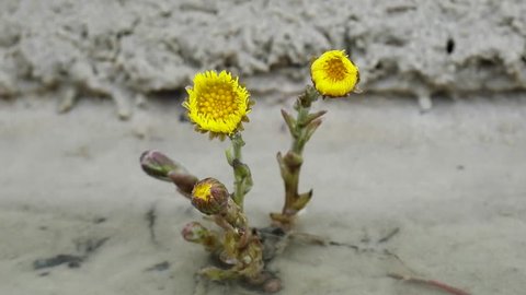 Unpretentious flowers foalfoot (coltsfoot, Tussilago farfara). Flowers primroses (early flowering) of aeolian sand, beginning of spring