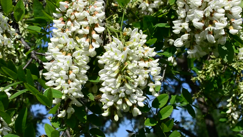 Robinia Pseudoacacia Beautiful Blossoming Black Stock Footage Video 100 Royalty Free Shutterstock