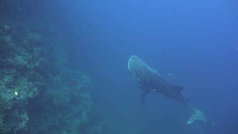 Diver floats close to a whale shark