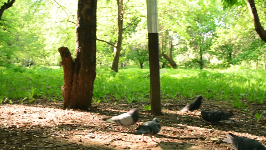 Boy playing with birds in city park. Child running around birds.