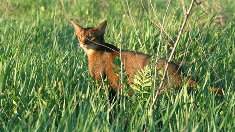 Abyssinian cat enjoying morning walk on wet grass with dew drops