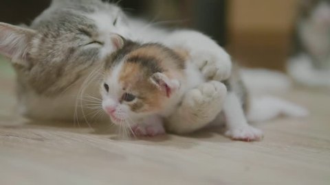 mother tricolor cat hugging little kitten takes the first steps. cat licks the kitten. cat lifestyle slow motion video licks the kitten . little kitty cat concept pet