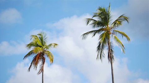 Two big palm trees background the blue sunny sky