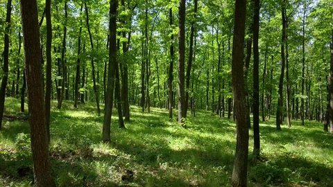 Steadicam shot thru green forest. Stabilized video of summer walk in forrest.