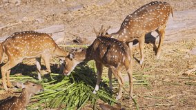 Herd of axis deer. with their distinctive white spots. grazing together in their habitat. 4k stock footage