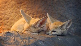 Pair of adorable. wild fennec foxes. cuddled together at the entrance to their rocky den. 4k stock footage