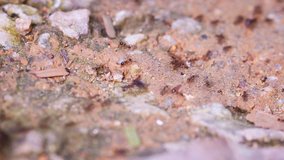 Dozens of Myrmicinae ants. marching in a long line over sandy. rocky ground. in their natural habitat. 4k stock footage with nature sounds.