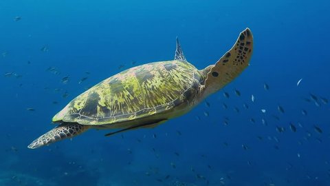 Sea turtle swimming over the coral reef into the sea. Footage of scuba diving with the turtle in the current. Underwater wild animal.