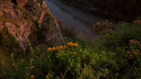 Tilt up from flowers on cliff to Clifton Suspension Bridge. Shot during a spring sunset with a hot air ballon in the sky