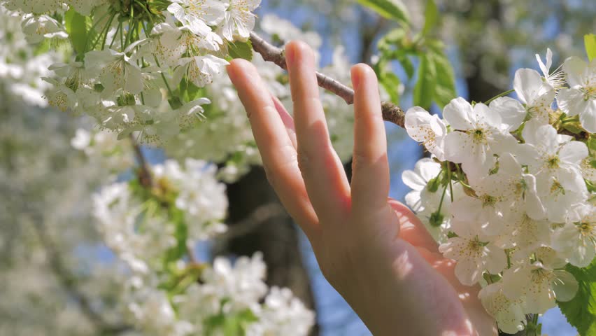 Girl hand touching the beautiful little white petals of flowers bud of blossoming Apple Tree in the garden in spring at the bright blue sky background in sunny day, slow motion, 4k, 3840x2160 Royalty-Free Stock Footage #1011068570