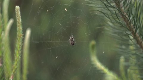 spider web in a pine forest