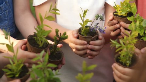 Children's hands holding sapling with plants