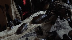 Lying gigantic cockroaches on a tree trunk.
Video footage of giant roaches.