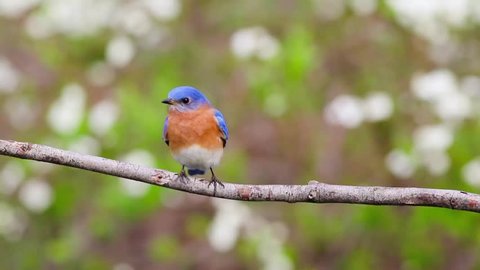 Eastern Bluebird (Sialia sialis) male perched with simple green bokeh background room for text