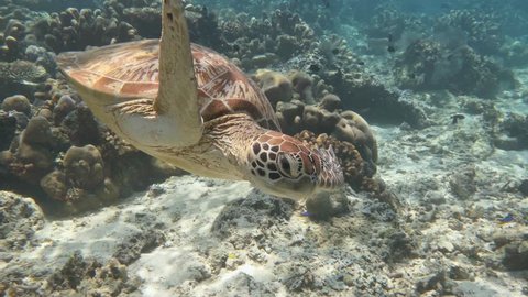 A Green Turtle Swims Over a Coral Reef then Turns and Swims Right In Front of the Camera and Over a Second Turtle 