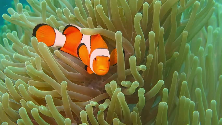 Tropical clownfish swimming in the green anemone. Nemo and anemone. Underwater nemo fish footage of the wildlife on the coral reef. Royalty-Free Stock Footage #1011089651
