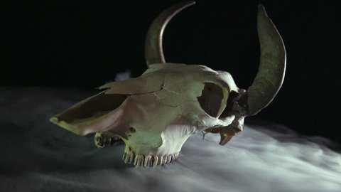4K mysterious taxidermy deer skull / horns with mist / fog / smoke on black background