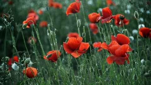 Beautiful red poppies moving by tender spring wind
