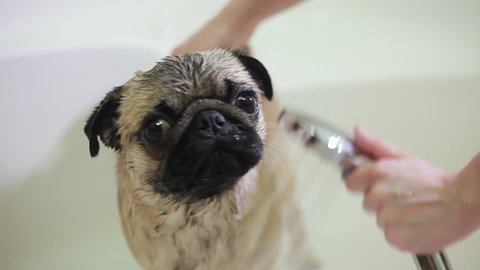 Pug dog in the bathroom. Washing dog. The girl bathes the cute pug in the bathroom. Portrait of a wet cute pug