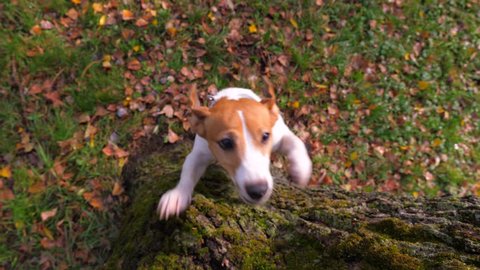 Funny Jack Russell Terrier dog jumping on a tree in the park, autumn sunny day, top-down view, slow motion Close-up