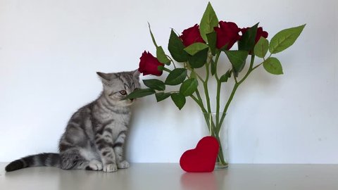 Cute purebred scottish straight silver tabby kittens sits near a bouquet with artificial roses and Valentine's Day red heart. The kitten smells flowers and yawns.