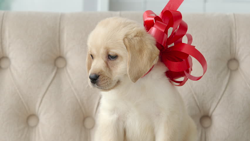 puppy with red bow
