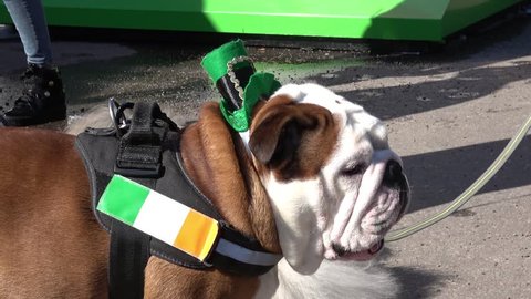 Celebration of St. Patrick day in Moscow. Bulldog dresed in green color clothes and hat